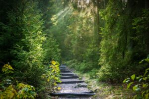 seaq68-forest-2942477.jpg